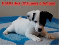 des Chaumes D'Ambon - Jack Russell Terrier - Portée née le 02/10/2019