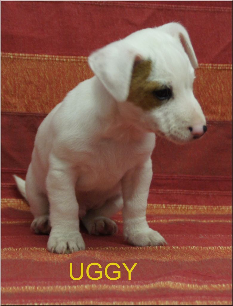 des Chaumes D'Ambon - Jack Russell Terrier - Portée née le 12/03/2023