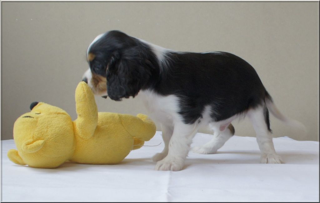 des Chaumes D'Ambon - Cavalier King Charles Spaniel - Portée née le 13/04/2019