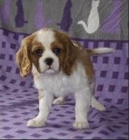 CHIOT