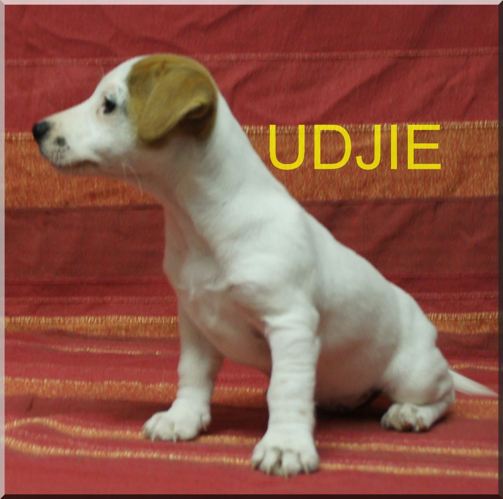 des Chaumes D'Ambon - Jack Russell Terrier - Portée née le 12/03/2023