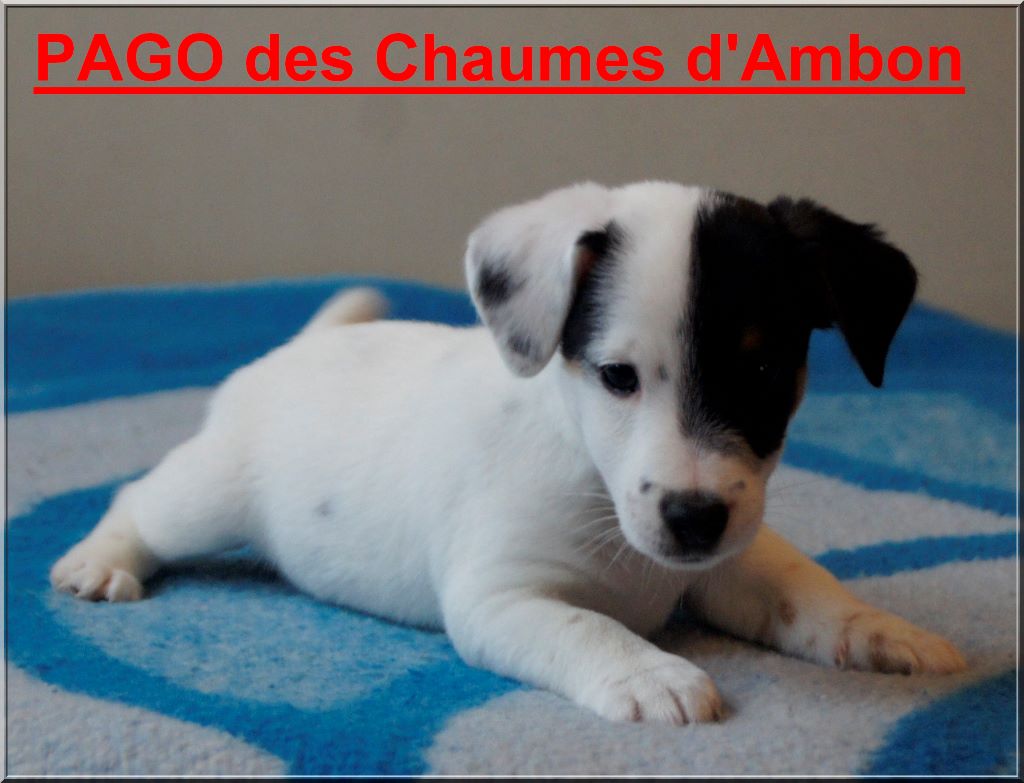 des Chaumes D'Ambon - Jack Russell Terrier - Portée née le 02/10/2019
